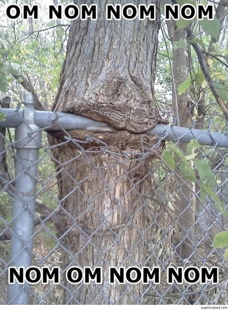 Tree eating fence! supercubed