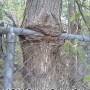 Nom-nom-nom-tree
