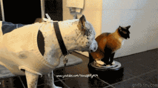 Cat sitting on Robot Vacuum Cleaner to Dominate world – starts with Dog