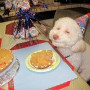 birthday-dog-smile