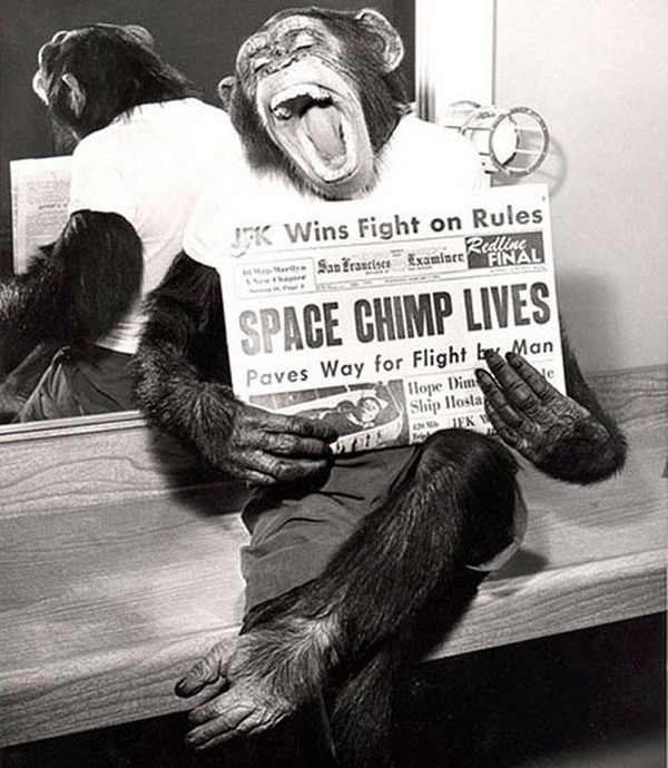 36.) This chimp poses for a picture after his successful mission to space in 1961.